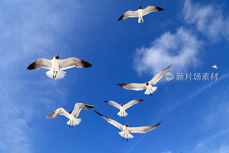 一群海鸥飞过晴朗的蓝天
