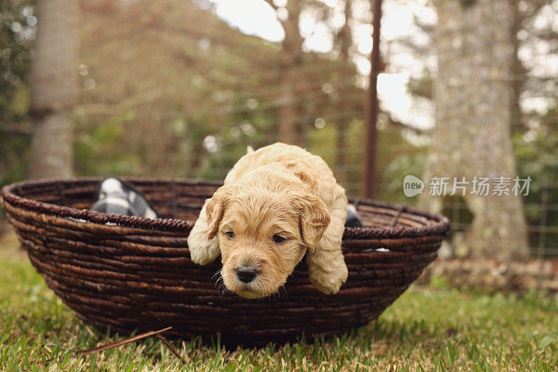 澳大利亚Labradoodle小狗