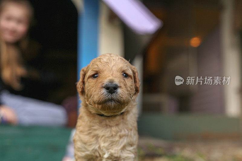 澳大利亚拉布拉多犬在犬舍前