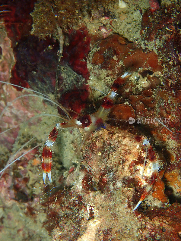 在休闲潜水沙巴州，婆罗洲鞭珊瑚虾虎鱼的特写和微距镜头。