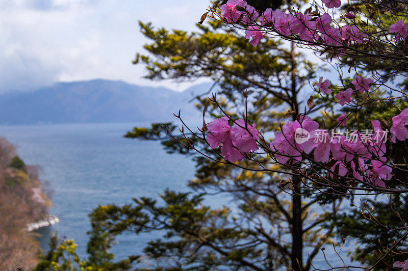 粉红色的花和中真寺湖，日光，枥木县