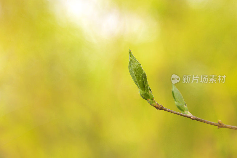 在春天萌芽的树枝