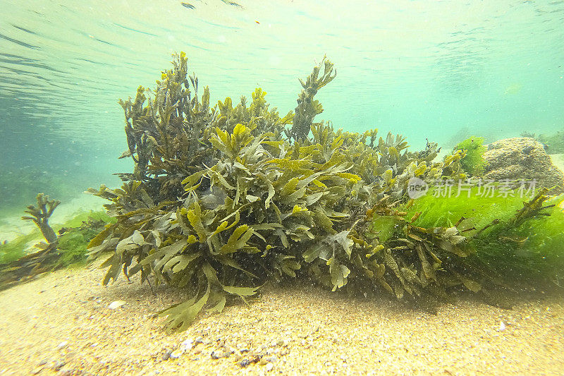 法国布列塔尼海岸的海底长满了绿色的海草