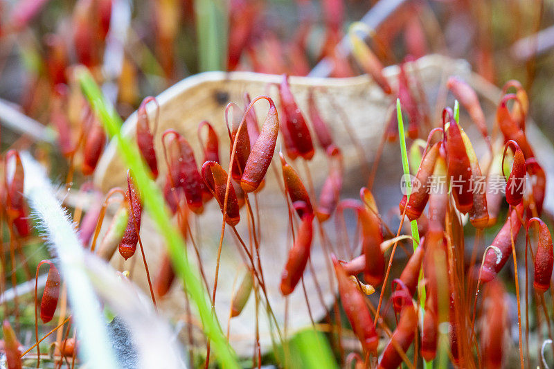 莫斯Sporophytes