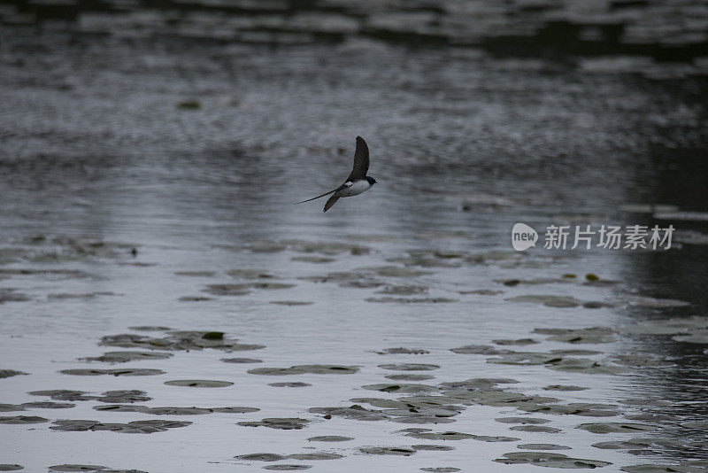 树燕子在湖中杂技飞行