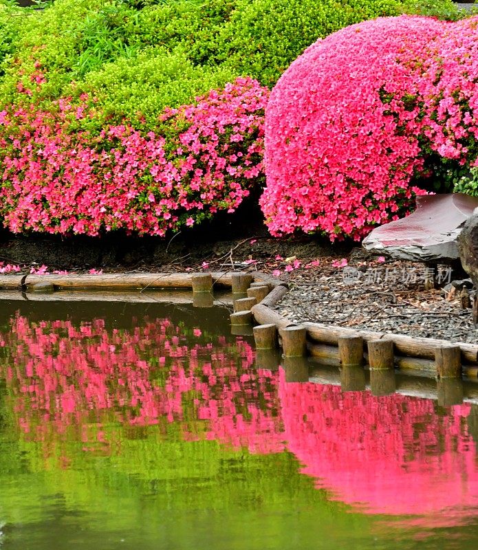 池塘上杜鹃花的对称倒影