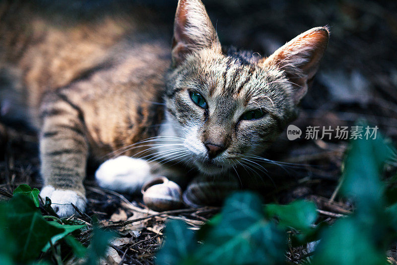 绿眼睛的猫躺在花园里