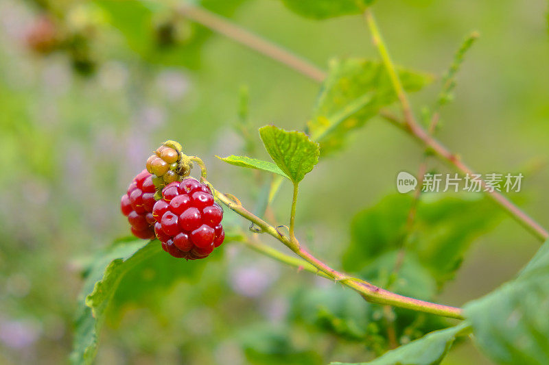 夏季生长在自然界中的红黑莓