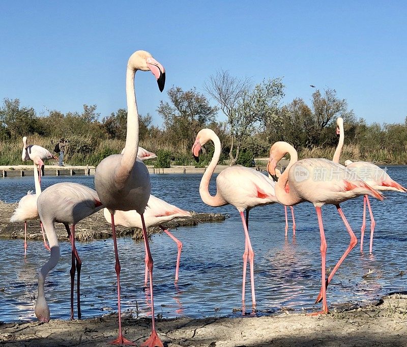 粉红色的火烈鸟在一个湖的边缘-法国Camargue