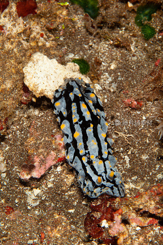 海洋生物。彩色的海蛞蝓水下生物裸鳃