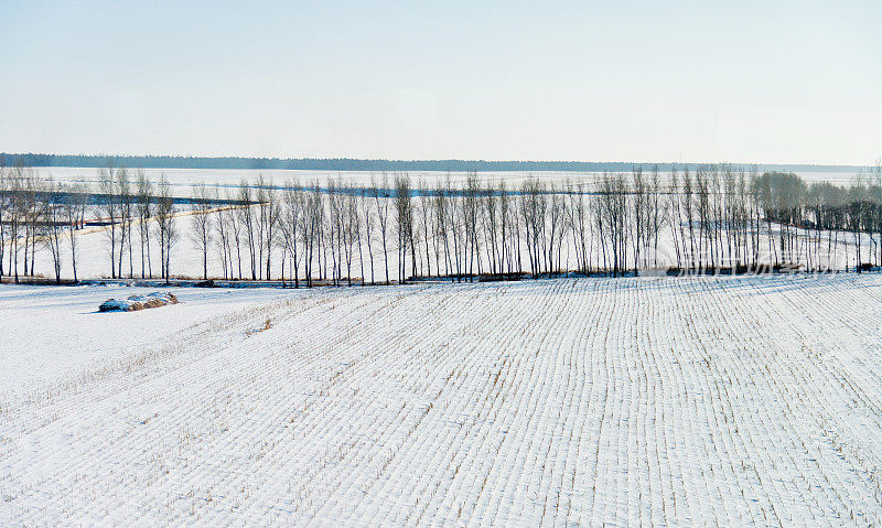 雪地里的树