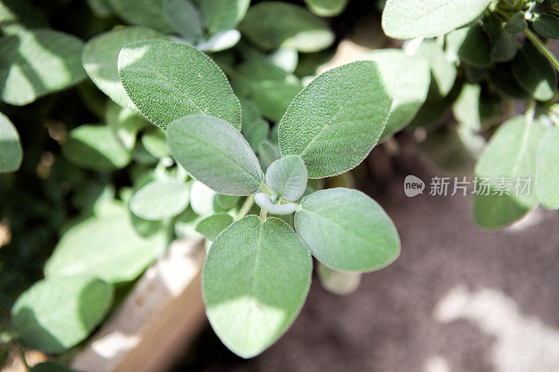 花园里的鼠尾草