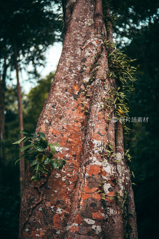 热带植物纹理。树干