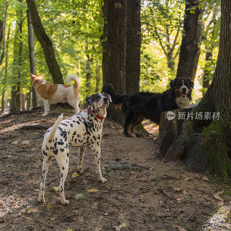 一群狗，包括达尔马提亚和泽南猎犬在公园里