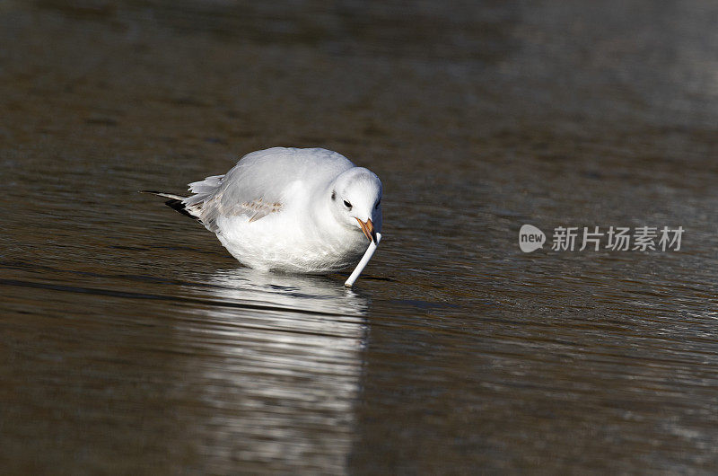 海鸥在浸水寻径塑料管上