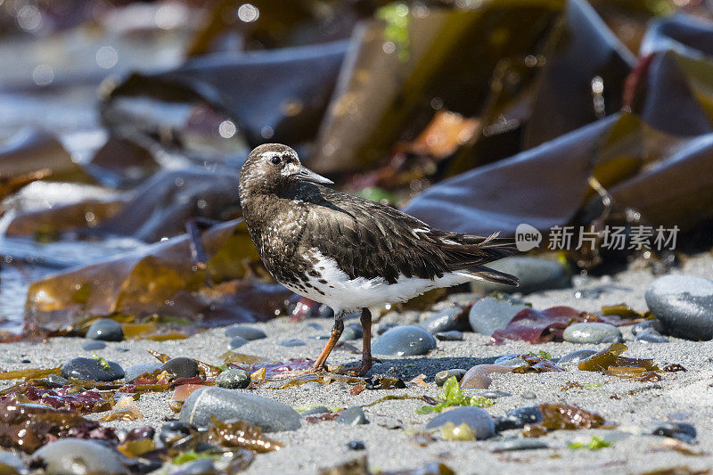 繁殖羽毛中的黑色turnstone，黑头砂仁