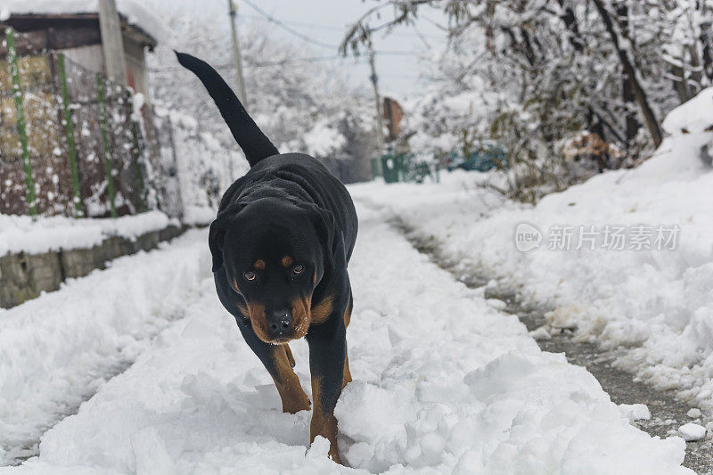 村子里的狗在雪地里玩耍