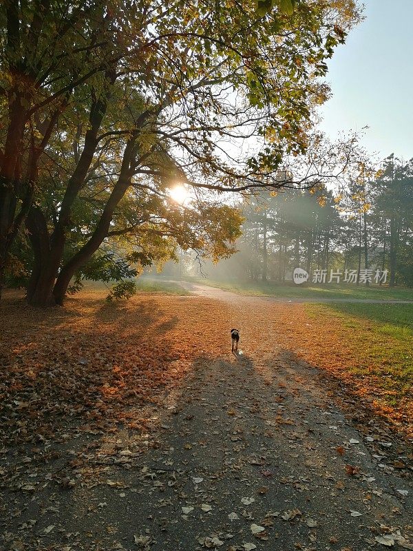 小狗清晨在公园散步