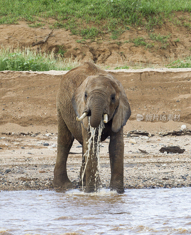 大象从河里喝水