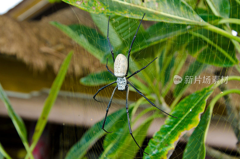 巨大的金球蜘蛛在她的网-巴厘岛，印度尼西亚