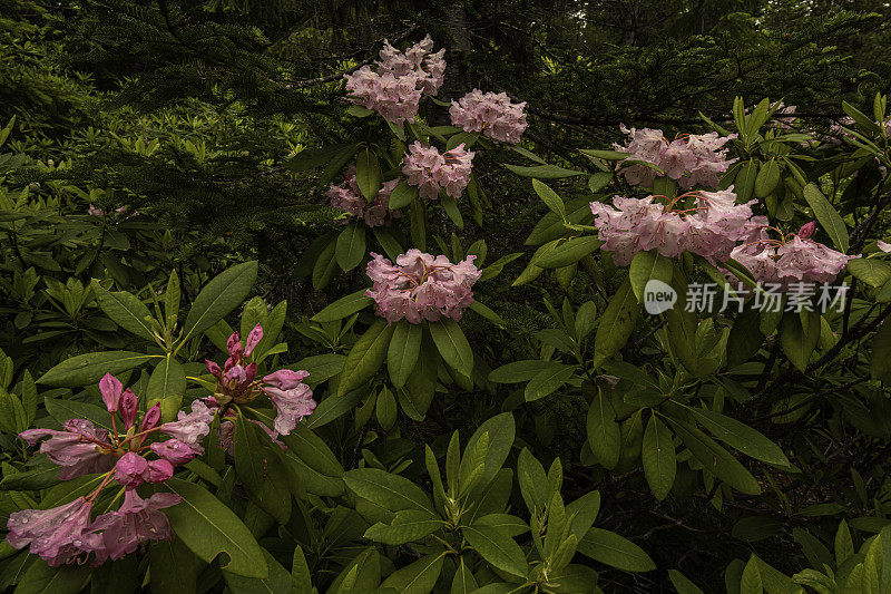 生长在俄勒冈州中部喀斯喀特山脉森林中的杜鹃花