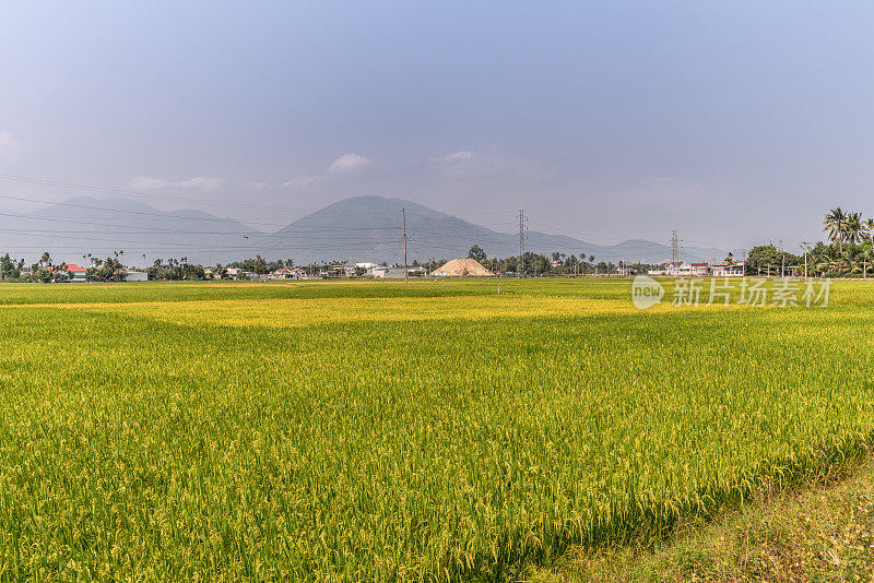 俯瞰越南芽庄的大片稻田。
