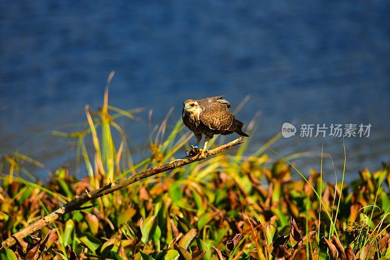 栖息在高处的蜗牛风筝用爪子抓住了苹果蜗牛帮忙