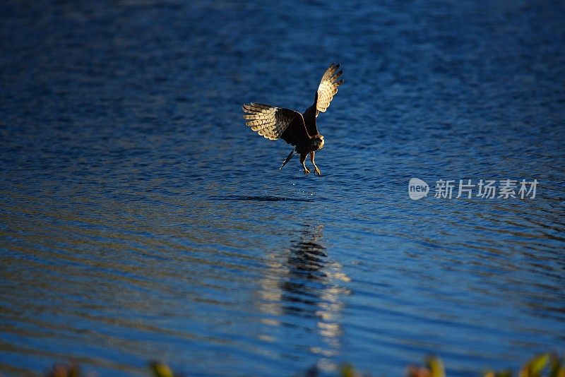 蜗牛风筝刚刚抓住了一个漂浮的苹果蜗牛