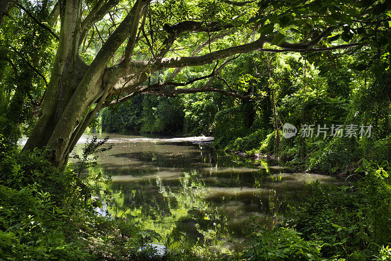 哈瓦那维达多，休闲区在阿尔门达雷斯河上，郁郁葱葱的绿色丛林