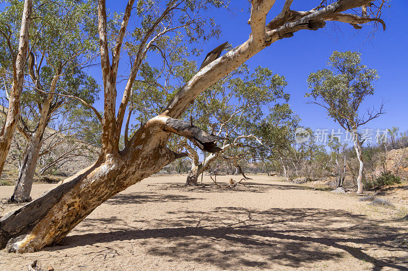 倾斜桉树，北领地，澳大利亚