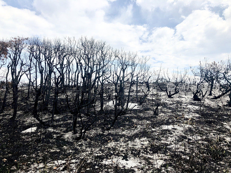 被烧毁的新南威尔士州海岸森林后的丛林大火