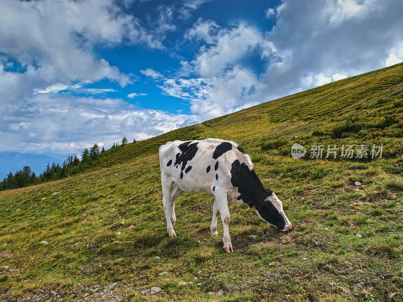 高山牛