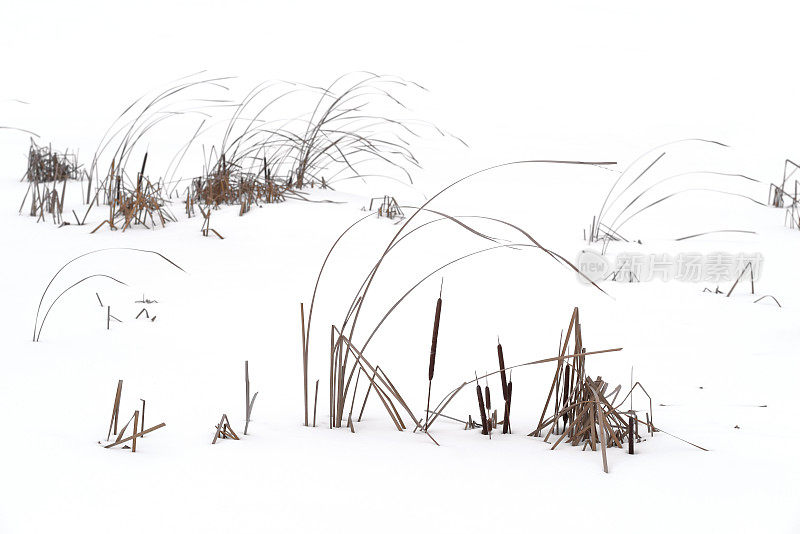 白色的雪地里生长着干涸的野草和芦苇