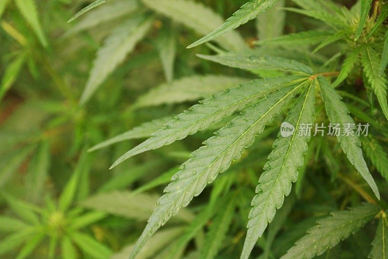 植物上的大麻叶子