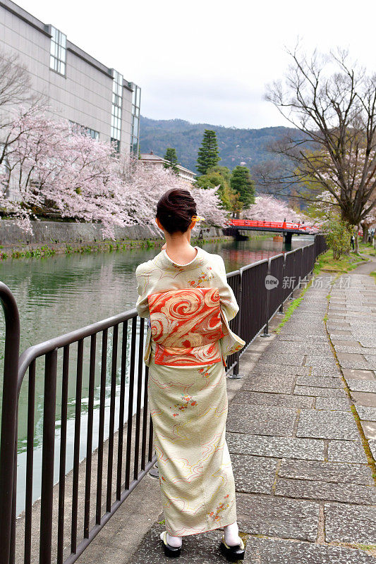 穿着和服的日本妇女在京都享受樱花盛开的季节