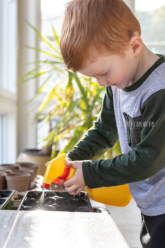 可爱的孩子把发芽的种子重新种在花盆里，然后在家里进行隔离