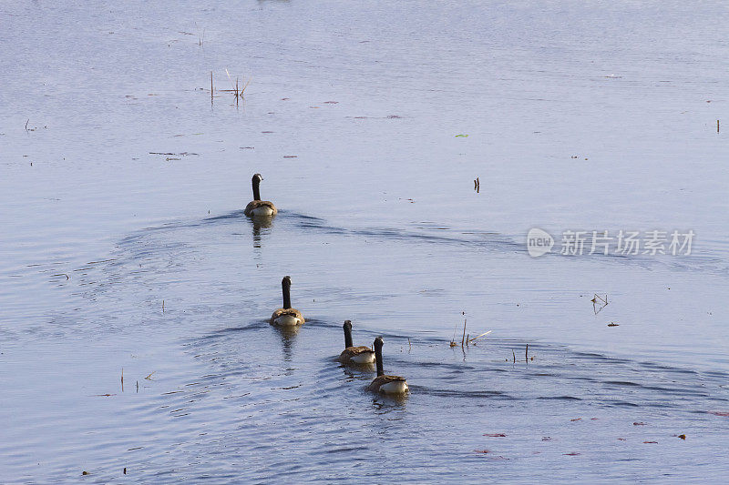 四只加拿大鹅排成一列游泳