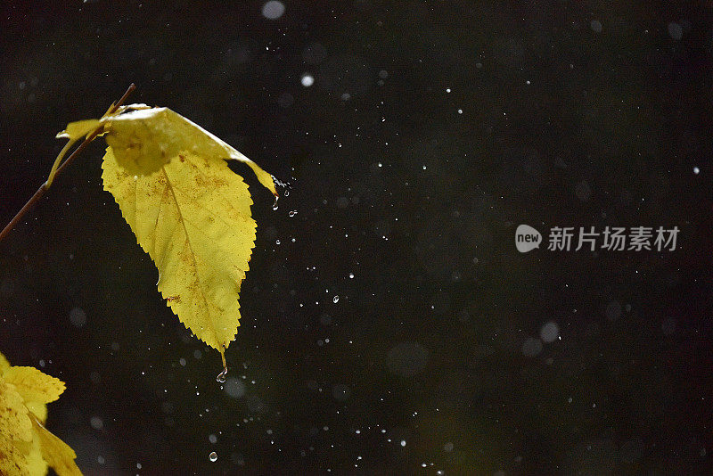 雨中的绿叶