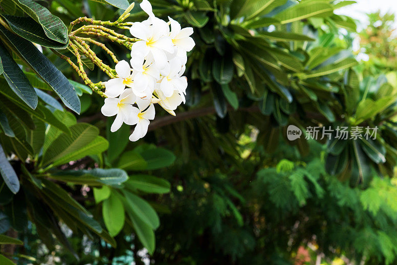 白色鸡蛋花热带花