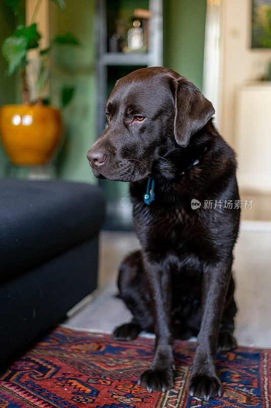 巧克力拉布拉多猎犬1岁在家玩