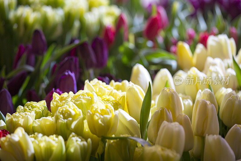 新鲜的郁金香在户外农民或花卉市场