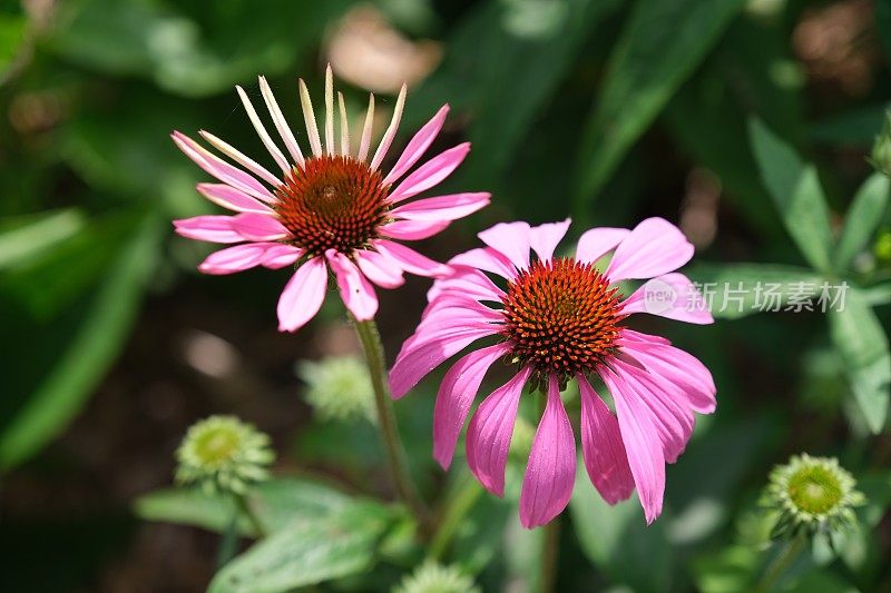 夏日鲜花盛开