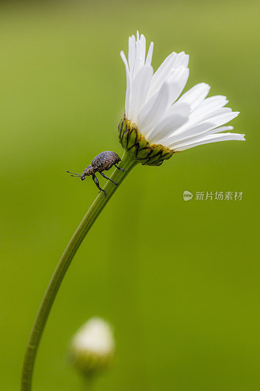 象鼻虫