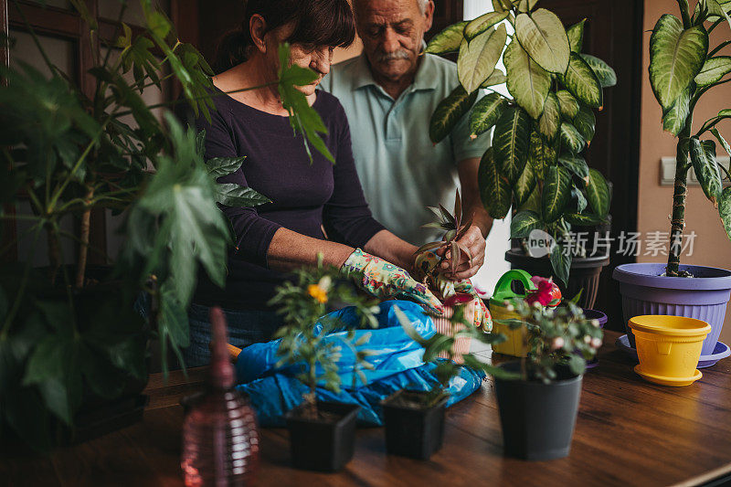 老两口在花盆里种花