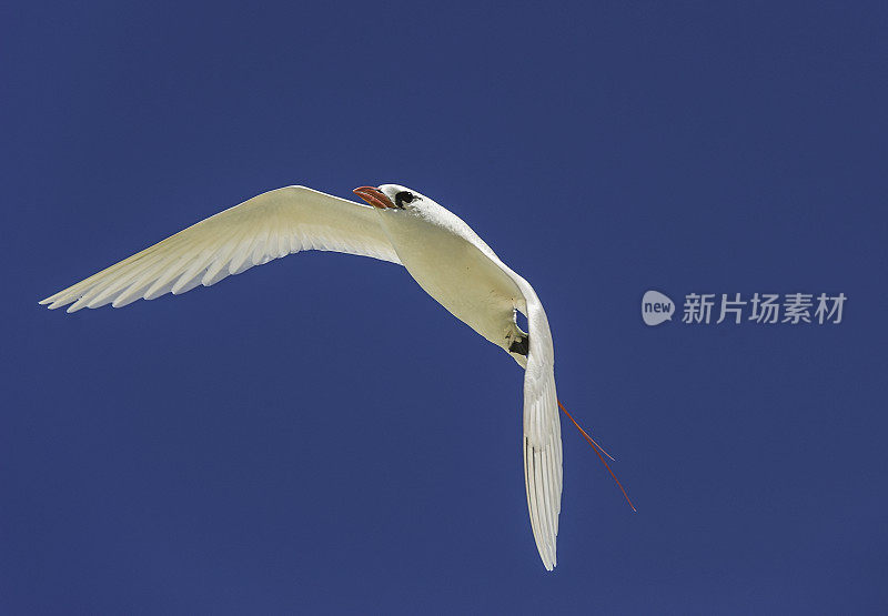 红尾热带鸟，红尾热带鸟。它是最稀有的热带鸟类，但仍然是一种广泛存在的鸟类，不认为受到威胁。Papahānaumokuākea海洋国家纪念碑，中途岛，中途岛环礁，夏威夷群岛