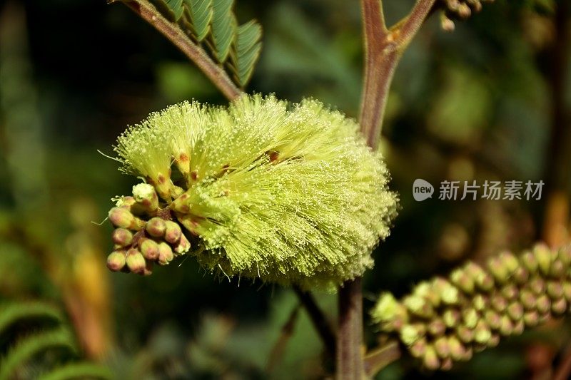 灌木金合欢(金合欢)花