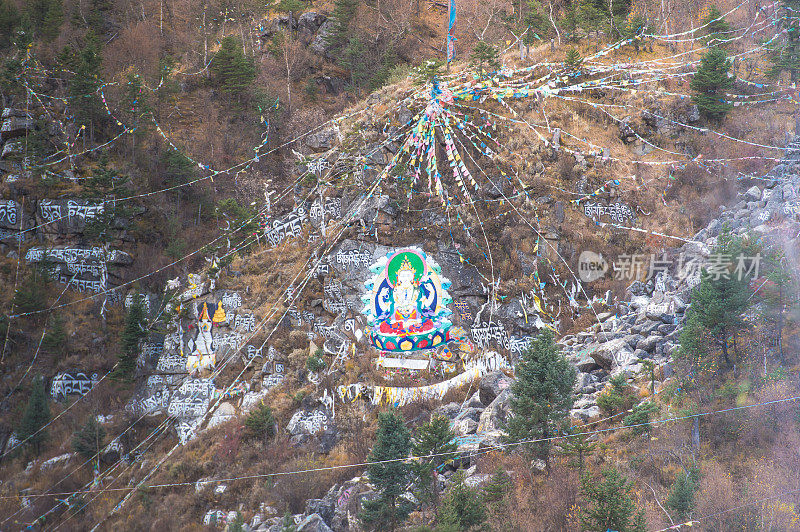 森林和树木景观纹理背景，色彩斑斓的自然景观风景亚丁，香格里拉，中国，西藏山区的秋天