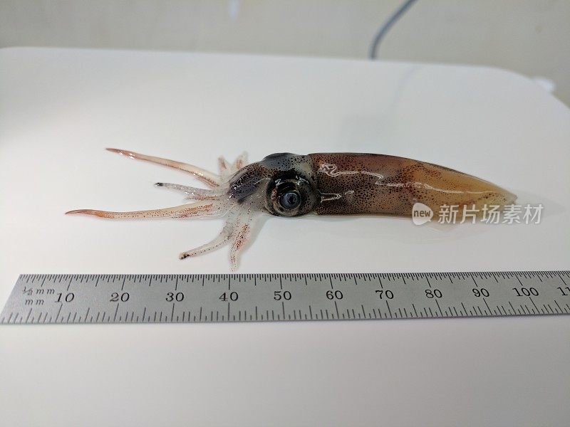 萤火虫鱿鱼，Hotaru-ika或闪闪发光的Enope鱿鱼标本在实验室的长凳上