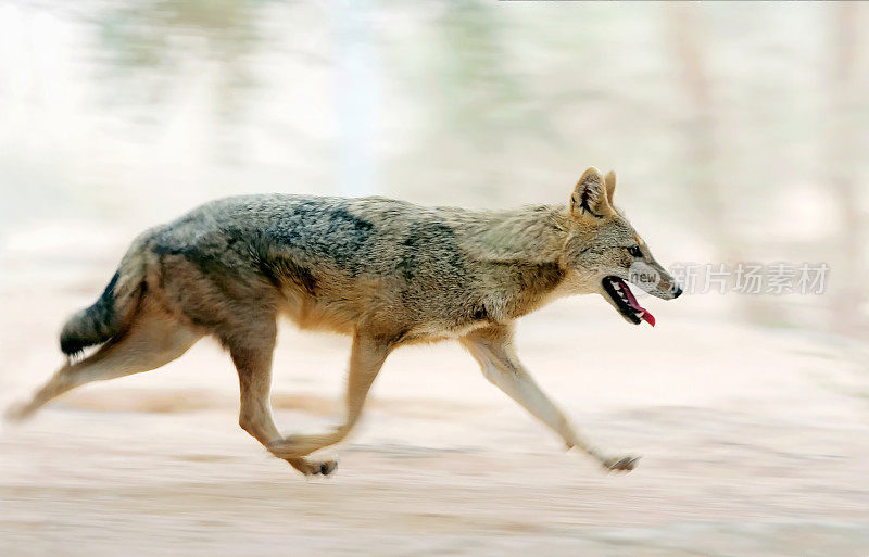 野狼在荒野中奔跑。