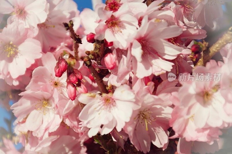 粉红色樱花树